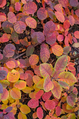 autumn leaves background