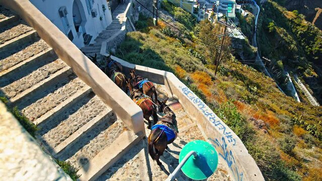 Donkeys carry the tourists up and down the endless steep In Santorini. Greek island with mules that Built Greece's Paradise in Santorini, Cyclades islands in the Aegean Sea.