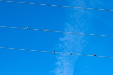 Symbolfoto zum Thema Ausgrenzung, Vögel auf einer Stromleitung