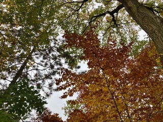 Fototapeta premium tree in autumn