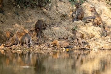 thirsty monkey, monkey drinking water, satchori National park, sylhet banglades
