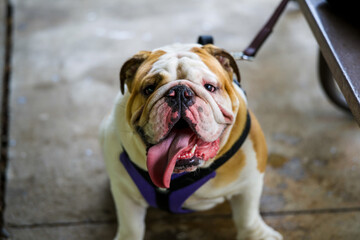 english bulldog puppy