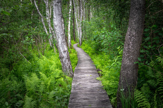 turystyczna drewniana kładka biegnąca przez brzozowy las bagienny na Polesiu
