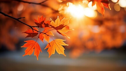autumn leaves background