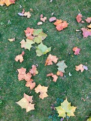 autumn leaves on the grass