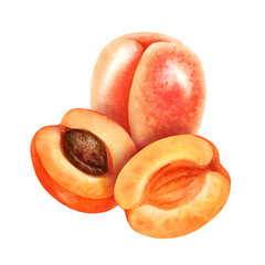 Watercolor bright orange whole apricots, parts and pieces of apricot