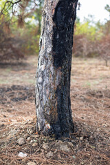 a consequence of a forest fire. a black  trunks of burnt pine trees with drops of resin