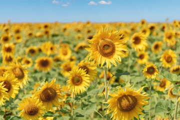 Yellow sunflower in a field in summer.