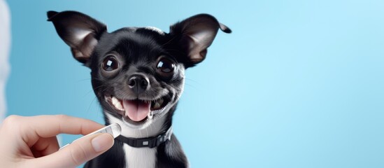 Specialist veterinarian cleaning dog s teeth at home with toothpaste and dental floss focusing on dental hygiene view of hands