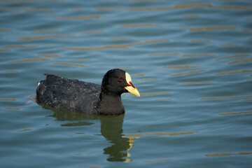 Gallareta, ave acuática, Gallareta Ligas Rojas (Fulica armillata).