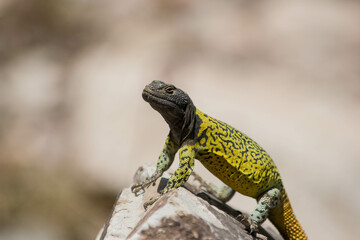 Lagarto parado sobre una piedra, Lagarto Verdugo, Lagarto de rocas, Phymaturus verdugo.