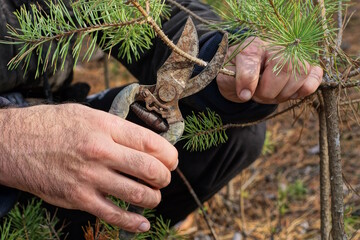 hands hold an old rusty pruner cutting a branch on a pine tree in nature