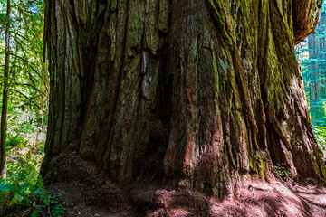 hiking trails along the towering redwood trees in the Redwood Forest national park and State Parks in Northern California.