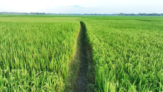 Aerial view of Agriculture field. Green paddy/ rice field in Bangladesh. 4k high quality