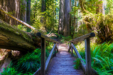 hiking trails along the towering redwood trees in the Redwood Forest national park and State Parks...