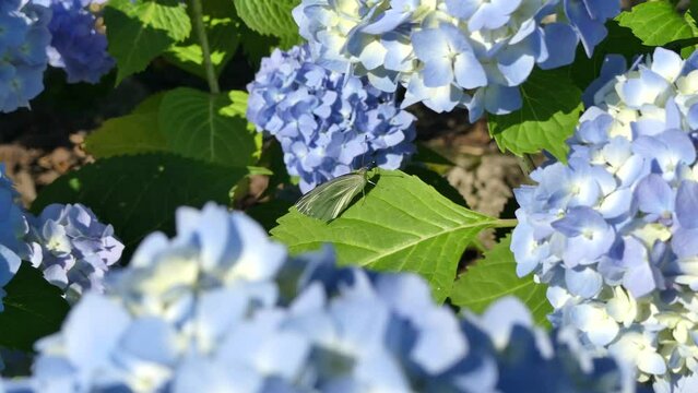 Butterfly Green-veined white, Pieris napi on green leaf of shrub of Hydrangea, Hortensia with blue flowers on summer sunny weather - real time.  Topics: beauty of nature, flora, fauna, blooming