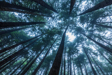 pattern of trunks of trees in a foggy forest in the Redwood National Park and state parks in Northern California .