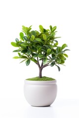 A small tree with green leaves in a white pot on moss isolated on white background.