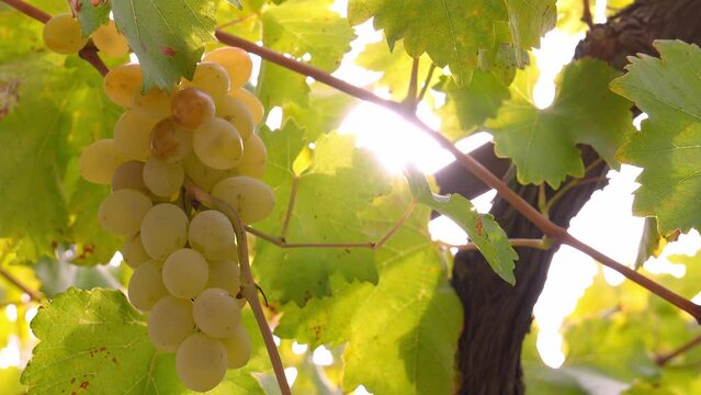 bunch of prosecco white grapes on vine vineyard video with bright sun beam. Close-up of grapes on branches ripened in sun at local farm selling sweet and ripe grapes at market.