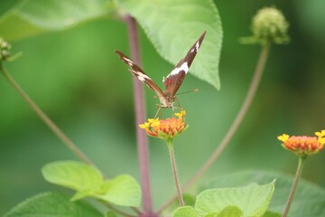 butterfly on a flower resting
