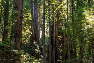 massive and towering redwood trees in the Avenue of the Giants in northern California