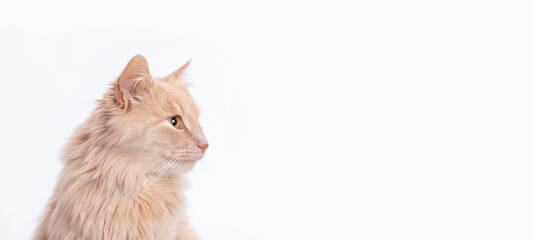Studio portrait of a red cat. Pet shop. Place for text. Beautiful web banner. Long hair cat looking...