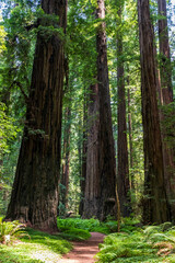 massive and towering redwood trees in the Avenue of the Giants in northern California