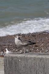 seagull on the beach