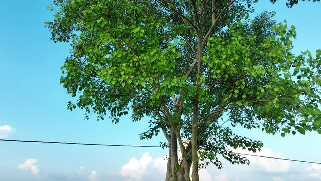 Beautiful view of a scenic tree in the middle of green field, Bogura, Bangladesh. 4k