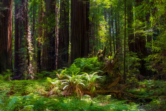 massive and towering redwood trees in the Avenue of the Giants in northern California