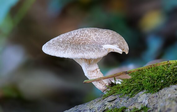 Getigerter S&auml;gebl&auml;ttling (LENTINUS TIGRINUS)