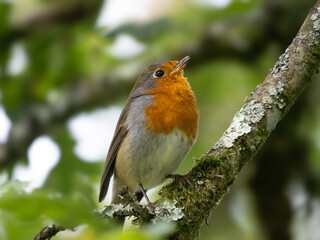 Rotkehlchen (Erithacus rubecula)