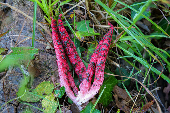 Tintenfischpilz (Clathrus archeri)