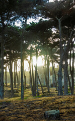 cypress trees in Lands End Golden Gate Recreation Area in San Francisco,California.
