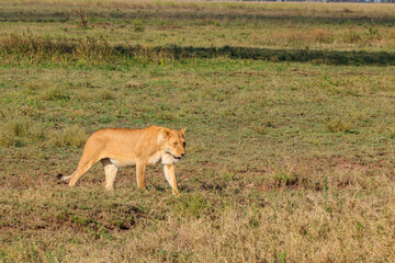 Lioness (Panthera leo) walking in savannah in Serengeti national park, Tanzania