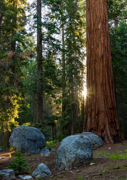 massive and towering sequoia trees in Sequoia and Kings Canyon National park in California.