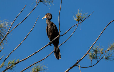 Cormorants adorn the tree, an imposing portrait of wildlife in perfect harmony.