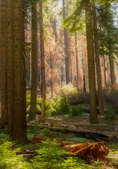 massive and towering sequoia trees in Sequoia and Kings Canyon National park in California.