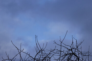 cold blue sky and dark clouds with bare tree branches 
