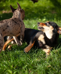 Funny closeup of two dogs playing together. Adorable fench bulldog and dachshund puppies playing on grass in the park