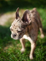 Funny gray-colored French bulldog puppy looking straight with a serious view. A dog in a park