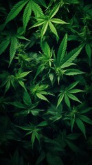 Cannabis sativa background. Green leaves of marijuana. Legal Marijuana cultivation in the home.