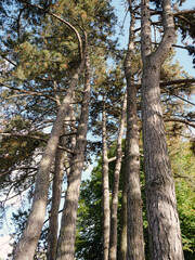 Pine trees in the park