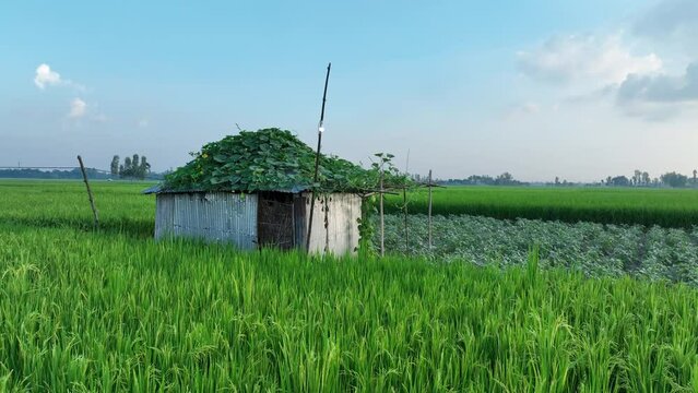 Farm house in the middle of a field. Abandoned house in agriculture field