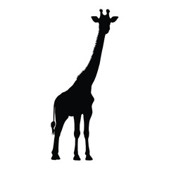 Giraffe Silhouette on White