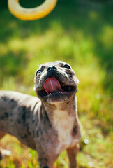 Portrait of a funny and cute gray french bulldog with different coloured eyes sticking out her...