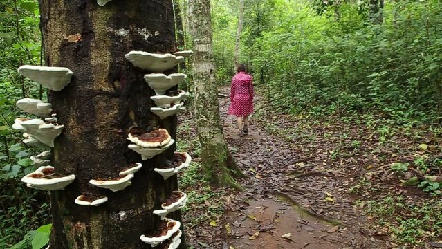 Nature trail in Lan Hin Pum at Phuhinrongkla National Park in Phitsanulok Thailand