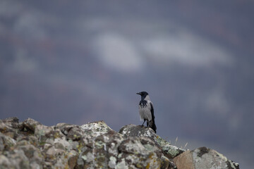 Hooded crow in Rhodope mountains. Crow on the top of Bulgaria mountains. Ornithology during winter...