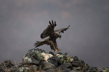 Golden eagle in Rhodope mountains. Eagle on the top of Bulgaria mountains. Ornithology during winter time. 