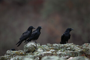 Obraz premium Common raven in Rhodope mountains. Flock of raven on the rock. Ornithology in Bulgaria mountains. Black birds in europe nature. 